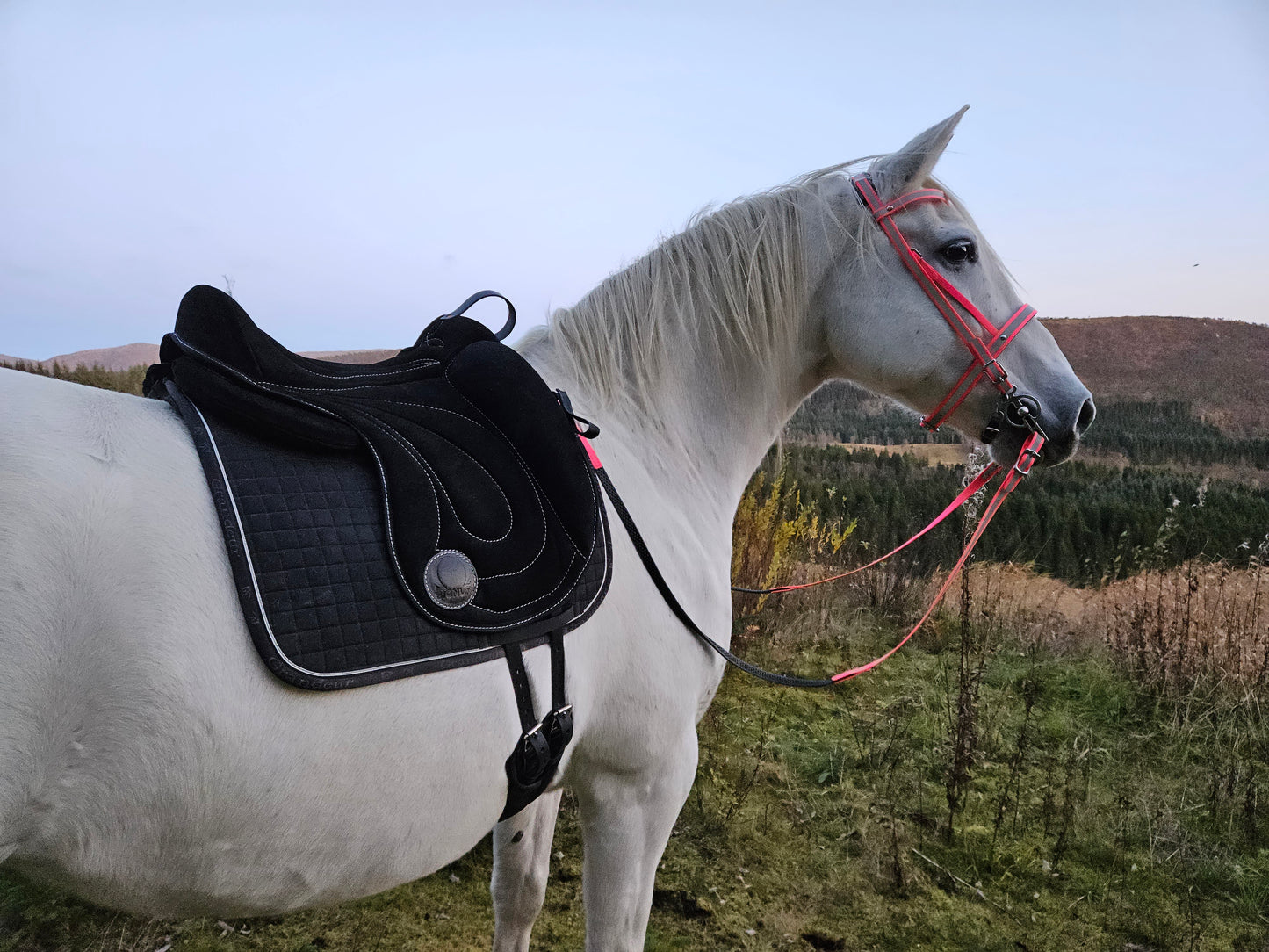 OMEGA Innovation Pad - Dressur - Svart