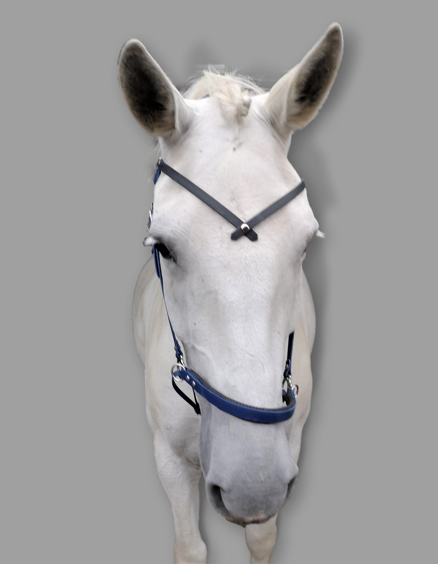 Beta sidepull hodelag