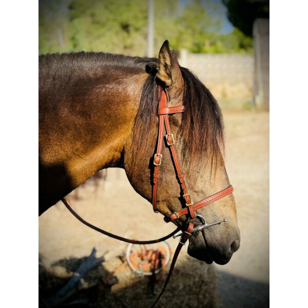 Toledo Hodelag 1 igjen str Full!